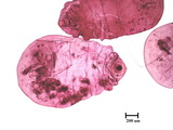 中文種名:印尼輪盾介殼蟲學名:Aulacaspis tegalensis (Zehntner, 1898)