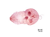 中文種名:樟輪盾介殼蟲學名:Aulacaspis yabunikkei Kuwana, 1926