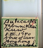 中文種名:樟輪盾介殼蟲學名:Aulacaspis yabunikkei Kuwana, 1926