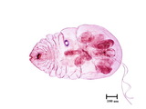 中文種名:樟輪盾介殼蟲學名:Aulacaspis yabunikkei Kuwana, 1926