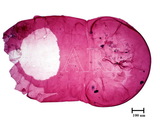 中文種名:樟輪盾介殼蟲學名:Aulacaspis yabunikkei Kuwana, 1926