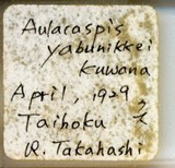 中文種名:樟輪盾介殼蟲學名:Aulacaspis yabunikkei Kuwana, 1926