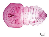 中文種名:楠木輪盾介殼蟲學名:Aulacaspis phoebicola Takahashi, 1936