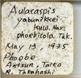 中文種名:楠木輪盾介殼蟲學名:Aulacaspis phoebicola Takahashi, 1936