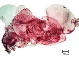 中文種名:楠木輪盾介殼蟲學名:Aulacaspis phoebicola Takahashi, 1936