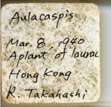 學名:Aulacaspis sp.