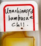 中文種名:竹階殼蟲學名:Unachionaspis bambusae (Cockerell, 1896)俗名:竹釉盾介殼蟲，毛竹釉盾介殼蟲