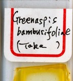 中文種名:紅竹葛盾介殼蟲學名:Greenaspis bambusifoliae (Takahashi, 1930)