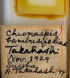 中文種名:紅竹葛盾介殼蟲學名:Greenaspis bambusifoliae (Takahashi, 1930)