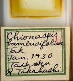 中文種名:紅竹葛盾介殼蟲學名:Greenaspis bambusifoliae (Takahashi, 1930)