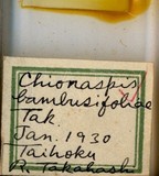 中文種名:紅竹葛盾介殼蟲學名:Greenaspis bambusifoliae (Takahashi, 1930)