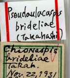 中文種名:櫟擬輪盾介殼蟲學名:Pseudaulacaspis brideliae (Takahashi, 1933)