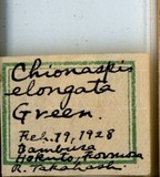 中文種名:黃竹葛盾介殼蟲學名:Greenaspis elongata (Green, 1896)
