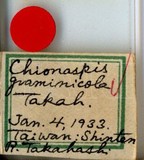 中文種名:五節芒棘蠣盾介殼蟲學名:Mohelnaspis graminicola (Takahashi, 1934)