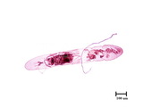 中文種名:五節芒棘蠣盾介殼蟲學名:Mohelnaspis graminicola (Takahashi, 1934)