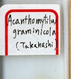 中文種名:五節芒棘蠣盾介殼蟲學名:Mohelnaspis graminicola (Takahashi, 1934)