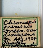 學名:Duplachionaspis graminis (Green, 1896)