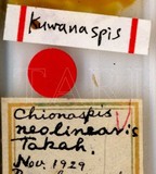 中文種名:線竹盾介殼蟲學名:Kuwanaspis neolinearis (Takahashi, 1930)