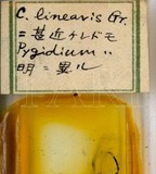 中文種名:線竹盾介殼蟲學名:Kuwanaspis neolinearis (Takahashi, 1930)