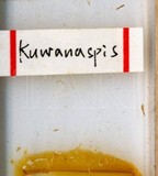 中文種名:線竹盾介殼蟲學名:Kuwanaspis neolinearis (Takahashi, 1930)