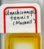 學名:Unachionaspis tenuis (Maskell, 1897)
