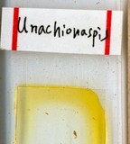 學名:Unachionaspis signata (Maskell, 1897)