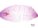 中文種名:甘蔗禾盾介殼蟲學名:Duplachionaspis natalensis (Maskell, 1896)