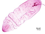 中文種名:甘蔗禾盾介殼蟲學名:Duplachionaspis natalensis (Maskell, 1896)