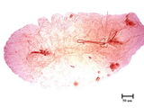 中文種名:山香圓矢盾介殼蟲學名:Unaspis turpiniae (Takahashi, 1934)