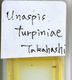 中文種名:山香圓矢盾介殼蟲學名:Unaspis turpiniae (Takahashi, 1934)