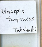 中文種名:山香圓矢盾介殼蟲學名:Unaspis turpiniae (Takahashi, 1934)