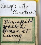 中文種名:桔箭頭介殼蟲學名:Unaspis citri (Comstock, 1881)俗名:桔矢尖介殼蟲