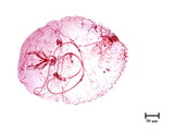 學名:Parlatoria machilicola Takahashi, 1933