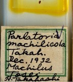 學名:Parlatoria machilicola Takahashi, 1933