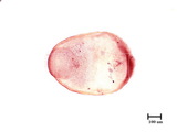 學名:Parlatoria machilicola Takahashi, 1933