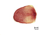 學名:Parlatoria machilicola Takahashi, 1933