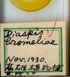 中文種名:鳳梨盾介殼蟲學名:Diaspis bromeliae (Kerner, 1778)