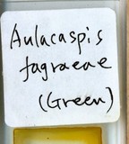 學名:Aulacaspis fagraeae (Green, 1896)