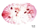 中文種名:茶擬輪盾介殼蟲學名:Pseudaulacaspis manni (Green in Green & Mann, 1907)