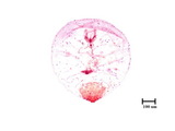 中文種名:桃白圓盾介殼蟲學名:Epidiaspis leperii (Signoret, 1869)