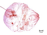 中文種名:楠雪盾介殼蟲學名:Aulacaspis machili (Takahashi, 1931)