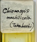 中文種名:槙楠雪盾介殼蟲學名:Chionaspis machilicola (Takahashi, 1935)