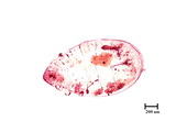 中文種名:槙楠雪盾介殼蟲學名:Chionaspis machilicola (Takahashi, 1935)