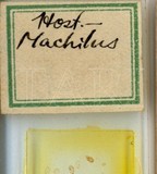 中文種名:槙楠雪盾介殼蟲學名:Chionaspis machilicola (Takahashi, 1935)