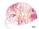 中文種名:槙楠雪盾介殼蟲學名:Chionaspis machilicola (Takahashi, 1935)