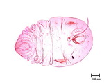 中文種名:樟雪盾介殼蟲學名:Chionaspis cinnamomicola (Takahashi, 1935)