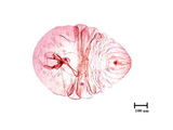 中文種名:樟雪盾介殼蟲學名:Chionaspis cinnamomicola (Takahashi, 1935)