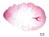 中文種名:樟雪盾介殼蟲學名:Chionaspis cinnamomicola (Takahashi, 1935)