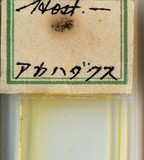 中文種名:樟雪盾介殼蟲學名:Chionaspis cinnamomicola (Takahashi, 1935)