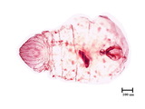 中文種名:樟雪盾介殼蟲學名:Chionaspis cinnamomicola (Takahashi, 1935)